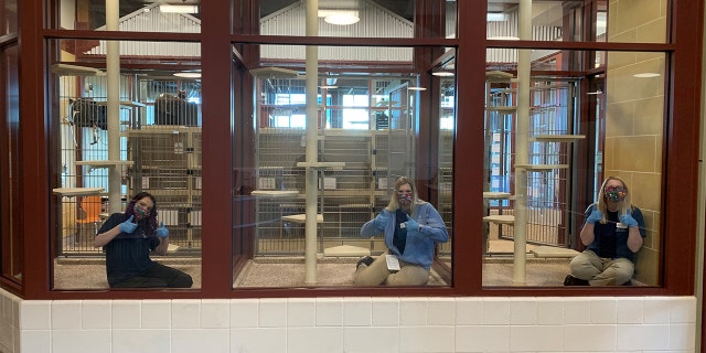 Animal rescuers pose wearing protective equipment at the Humane Society of the Pikes Peak Region's empty Cat Adoption Center following a wave of pet adoptions. (Courtesy: The Humane Society of the Pikes Peak Region)