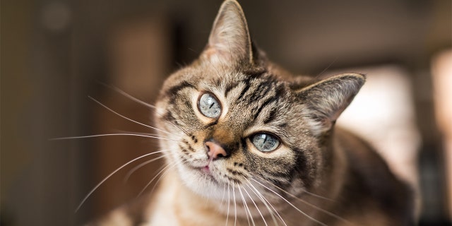 A cat in Belgium is believed to be the first to contract coronavirus, reports say.