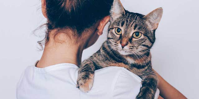 Tabby, a dating app specifically for cat lovers, launched on Saturday. (iStock)