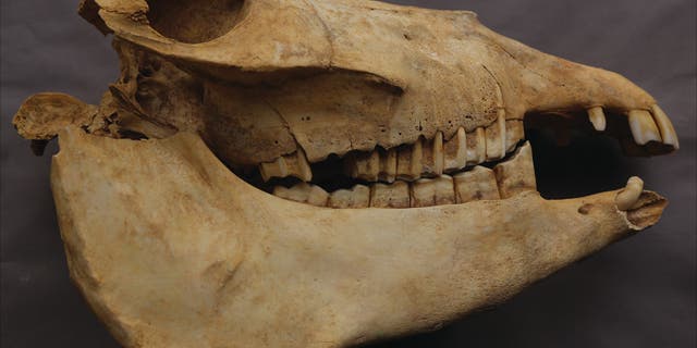 A skull from one of Cui Shu’s donkeys.