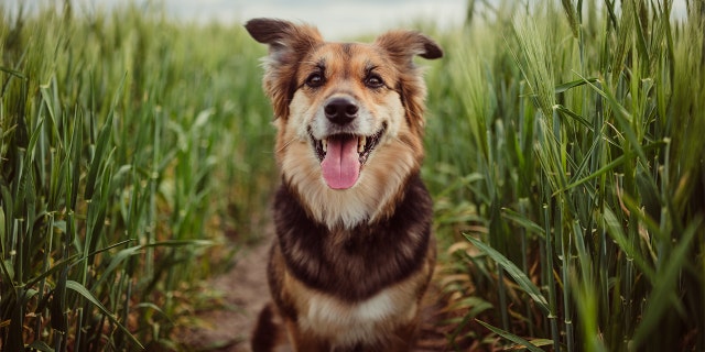 "Next thing I know the dog is trotting through the kitchen," the poster said about her sister's dog (not pictured). "This whole situation was too much, and I told them I wouldn't be eating this food," she wrote. 