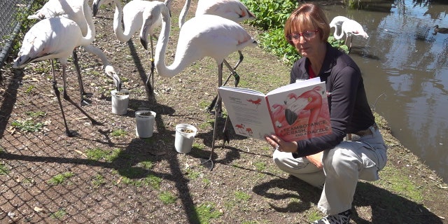 Senior guide and author Susan Stoltz reads 'A Flamboyance, a Crash and a Dazzle' story book to the Flamingos (Stephanie Bennett/Fox News).