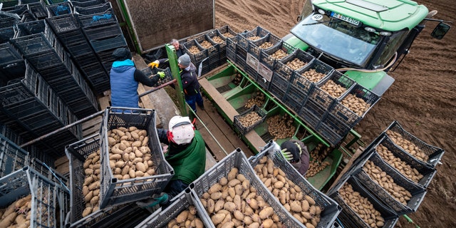 Workers fill a planter with early potatoes of the Annabelle variety in Germany. 