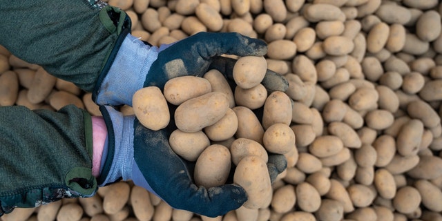 Per Morten Haram, organic farmer, holds potatoes of the Ditta variety in his hands. The Corona crisis has significantly increased the demand for potatoes last week.