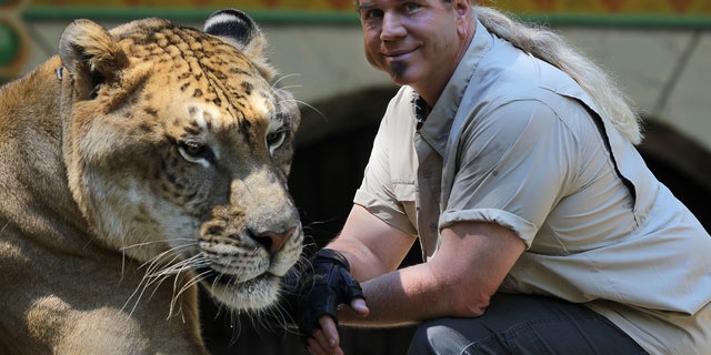 King Richard's Faire is set to open for the season. Dr. Bhagavan Antle brings animals from his preserve in Myrtle Beach, South Carolina. He is with Hercules the Liger. Hercules is 900 pounds and is in the Guinness Book of World Records as world's largest cat. (Photo by Jonathan Wiggs/The Boston Globe via Getty Images)
