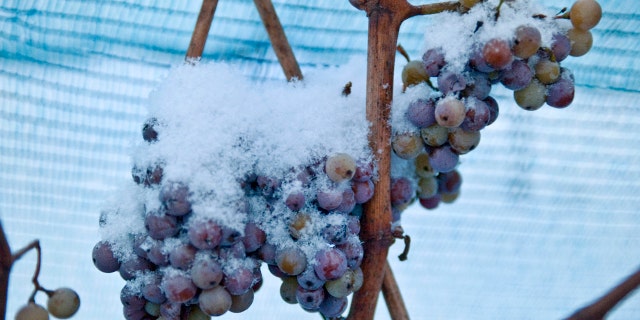 In this Dec. 18, 2009 file photo snow covered grapes hang in a vineyard near Freyburg, Germany.
