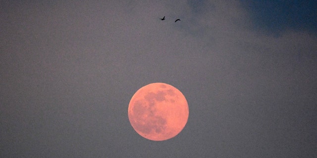 Two birds fly past the full moon, known as Worm Moon, in Moscow on March 9, 2020.