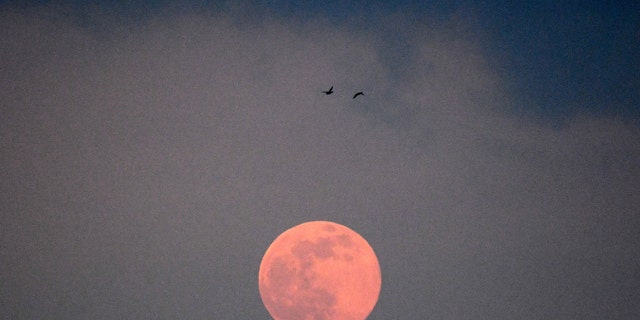 Two birds fly past the full moon, known as Worm Moon, in Moscow on March 9, 2020.