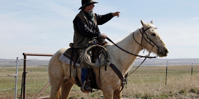 In this photo taken March 20, 2020, cattle rancher Mike Filbin points to a herd of cattle on his property in Dufur, Oregon before herding the cows back to his pens for calf branding. (AP Photo/Gillian Flaccus)