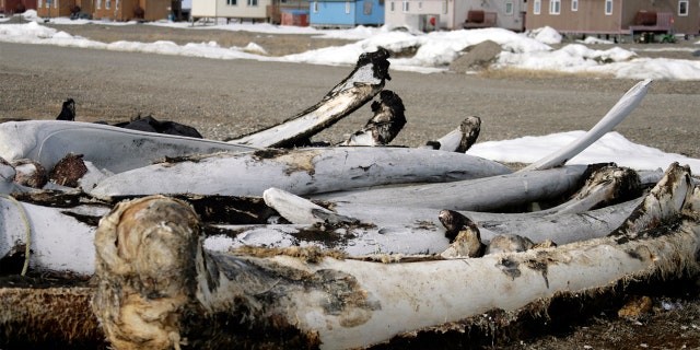 FILE - In this Oct. 13, 2006, file photo, whale bones from past hunts sit in the village Point Hope, Alaska. (AP Photo/Al Grillo, File)