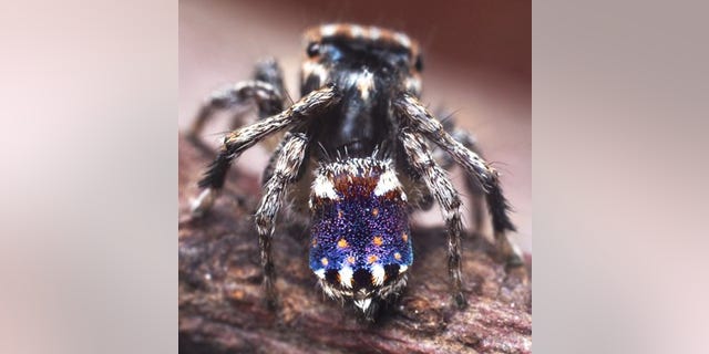 The newly-discovered Maratus constellatus.