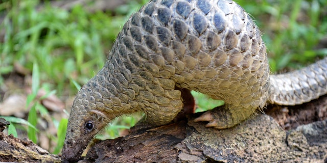 A baby Sunda pangolin nicknamed 'Sandshrew' feeds on termites in the woods at Singapore Zoo on June 30, 2017 - file photo.