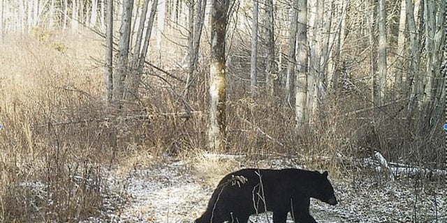 In Vermont and New Hampshire there have been sightings of bears coming out of hibernation more than a month early, which scientists attribute to warmer temperatures. (Vermont Fish and Wildlife Department)