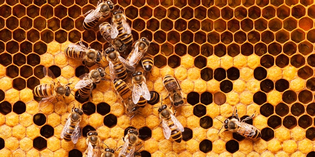 A wildlife control company in Richmond, Va. removed a massive 8-foot-long beehive from the ceiling of an apartment after concerned neighbors complained about bees accessing an abandoned apartment through the air conditioning ducts. (iStock)