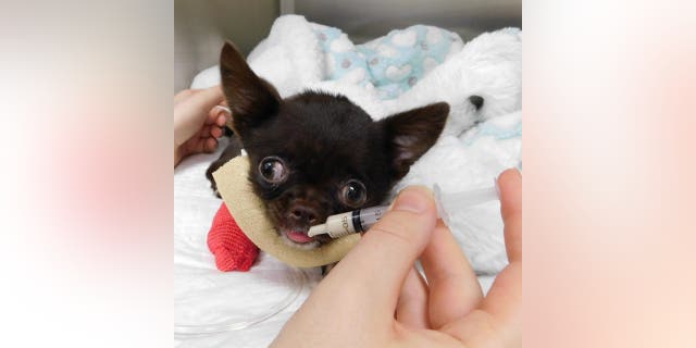 Ping the chihuahua pre-op. (Credit: SWNS)