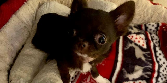 A tiny paralyzed Chihuahua can now walk - after it was given a custom-designed 3-D printed bionic implant in its neck. (Credit: SWNS)