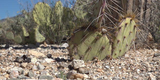 Saguaro National Park. (Stephanie Bennett/Fox News).
