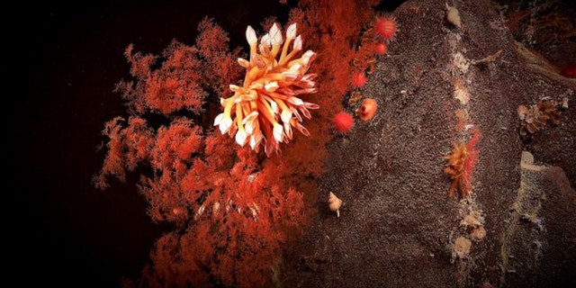 Coral blooms in the abyssal depths of Australia's southern coast. (Credit: ROV SuBastian/ SOI)