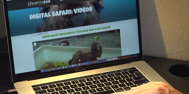 The Phoenix Zoo has turned to the digital world after the Coronavirus forced them to close. Fans across the country are tuning in to their daily live streams, helping raise money and keep operations going (Stephanie Bennett/Fox News).
