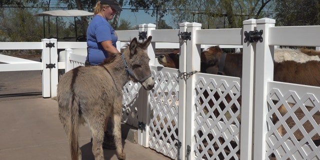 Zoo keepers are taking animals like Dinky the Donkey on walks to keep their minds and bodies active (Stephanie Bennett/Fox News).