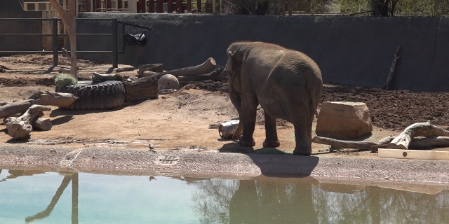 Elephants at the Phoenix Zoo (Stephanie Bennett/Fox News).