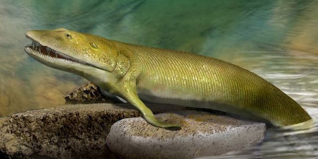 An illustration showing the ancient fish, Elpistostege watsoni, which had finger bones in its front fins. (Credit: John Long)