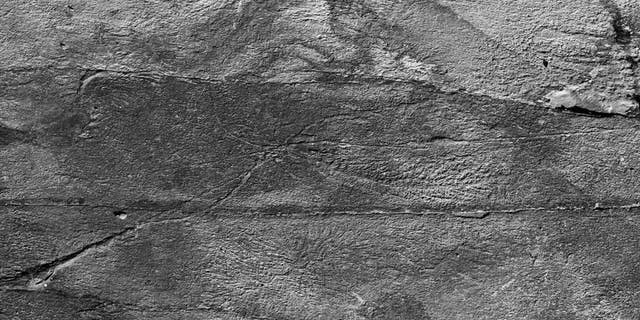 Fossilized threads, some as long as 12 feet, connecting organisms known as rangeomorphs, which dominated Earth's oceans half a billion years ago.