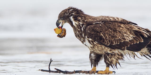 The immature bald eagle was seen swooping down to pick up the duck at the weekend before trying to take a bite out of it and tossing it away. (Credit: SWNS)