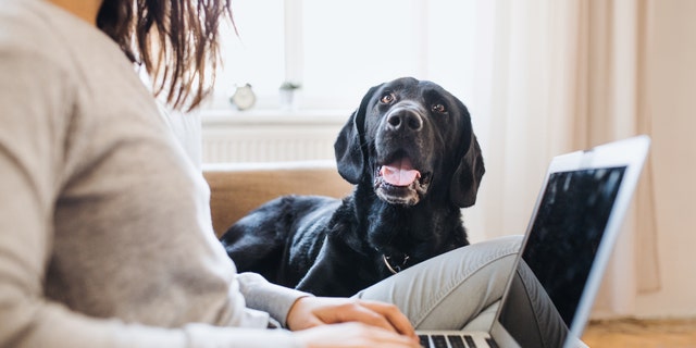 Ignoring your pup while you’re home all day isn’t really an option. So, make sure they get physical attention — like a belly rub or head scratch — to help ease anxiety.
