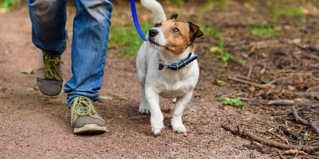 A person walks along a path with a Jack Russell Terrier. On Reddit, a man who now has an 18-month-old baby said he does want to participate in a family vacation if his brother brings along his beloved dog, which he described as "some sort of terrier" (not pictured). 
