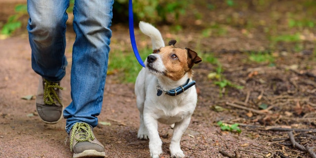 A person walks along a path with a Jack Russell Terrier. On Reddit, a man who now has an 18-month-old baby said he does want to participate in a family vacation if his brother brings along his beloved dog, which he described as "some sort of terrier" (not pictured). 