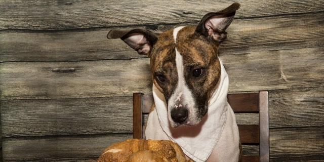 You have to be careful with what you feed your dog as many scraps may contain hidden ingredients that are toxic.