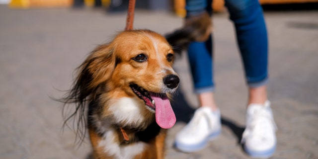 As the children interact with a therapy dog in Zaporizhzhia (similar to the one shown here), volunteers sing and dance to entertain them all. 