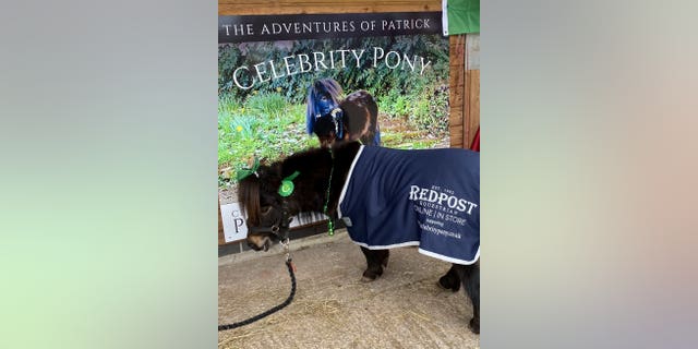 Patrick has become something of a celebrity since a story about his daily trips to the pub emerged, his owner says.