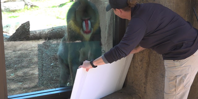 Staff at the Phoenix Zoo entertaining the Mandrills (Stephanie Bennett/ Fox News).