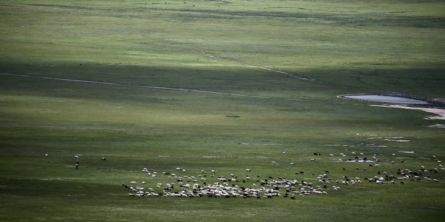 A wide view of shepherd grazing sheep and goat at a steppe in Khentii, Mongolia on August 14, 2019.
