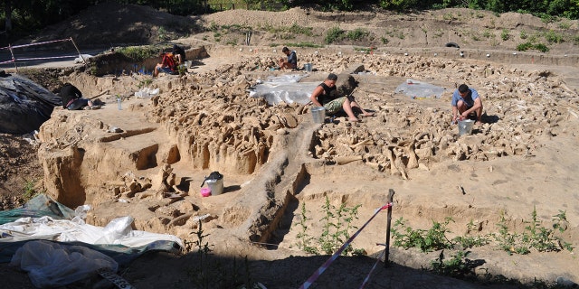 The majority of the bones found at the site investigated, in the Russian Plains, are from mammoths. A total of 51 lower jaws and 64 individual mammoth skulls were used to construct the walls of the 30ft by 30ft structure and scattered across its interior. Credit: Alex Pryor
