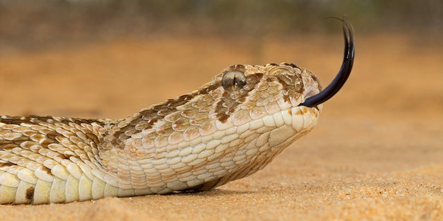 Most commonly found in Morocco and Western Arabia, the puff adder is known to cause the most snakebite fatalities in Africa. Their average size is about 40 inches in total length and very stout.