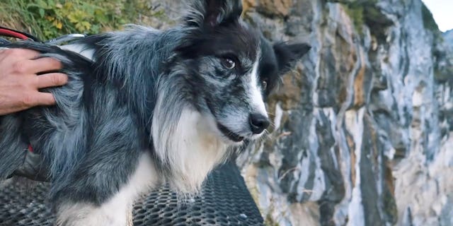 The 6-year-old Kazuza regularly takes part in daredevil stunts with his owner Bruno Valente, 38, and appears to enjoy himself.
