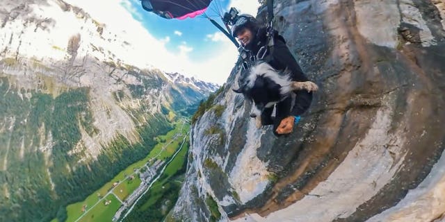 Image result for This is the thrilling moment a fearless dog parachutes off a cliff with his owner and plunges more than 2,000 feet.