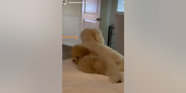 Selena Gomez's new puppy, Daisy, cuddles with her other canine, Winnie.