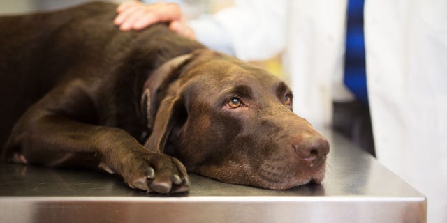 The American Veterinary Medical Association is currently advising, “If you are not ill with COVID-19, you can interact with your pet as you normally do.”