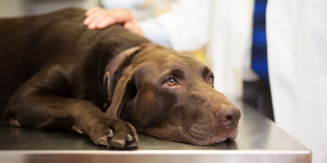 The American Veterinary Medical Association is currently advising, “If you are not ill with COVID-19, you can interact with your pet as you normally do.”