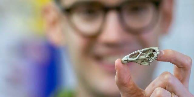 Dr Daniel Field holding a replica version of the 'Wonderchicken' skull. (Credit: University of Cambridge)