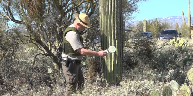 Chief Ranger at Saguaro National Park Ray O'Neil tests cactus for the pit tagging device. (Stephanie Bennett/Fox News).