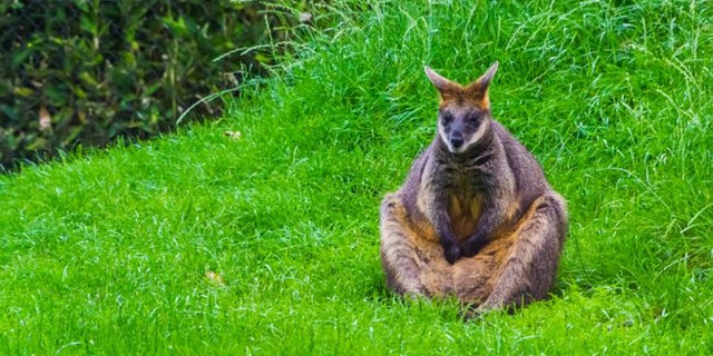 A swamp wallaby (Wallabia bicolour) considers her life choices. (Credit: Shutterstock)
