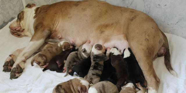 Just some of the massive litter that was born with mother Cali. (Credit: SWNS)