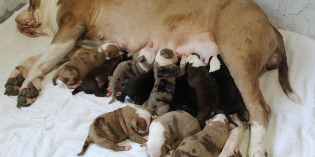 Just some of the massive litter that was born with mother Cali. (Credit: SWNS)