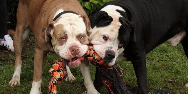 Mother Cali who had the massive litter (left) with Dad Kongo. (Credit: SWNS)