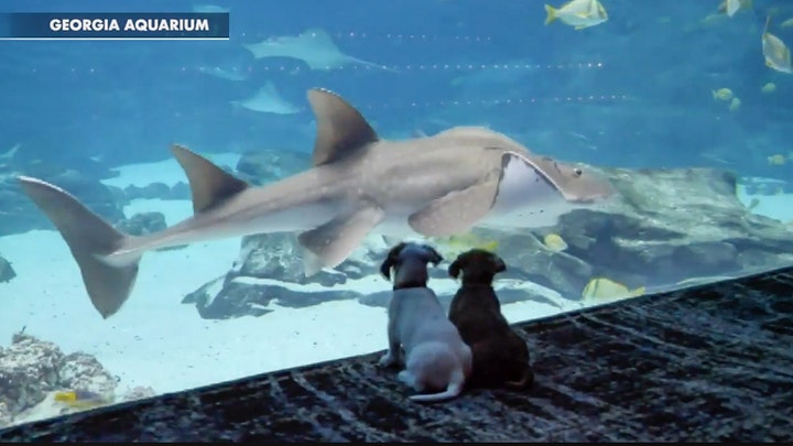 Adorable puppies visit the Georgia Aquarium during coronavirus closure